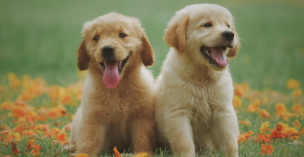 Canine Elliptocytosis