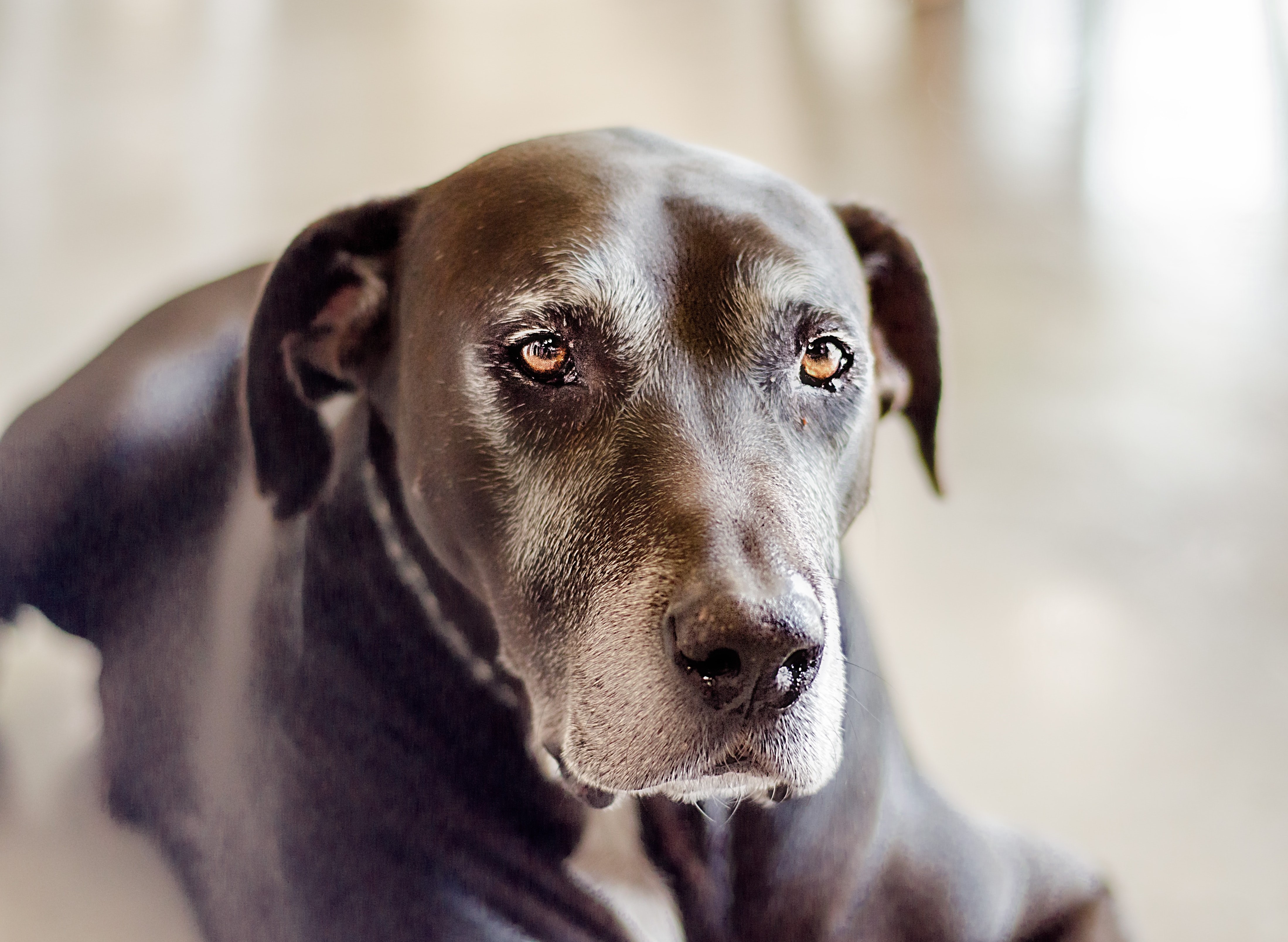 Degenerative Myelopathy (DM)
